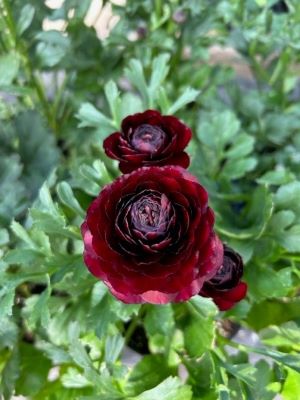 RANUNCULUS Black